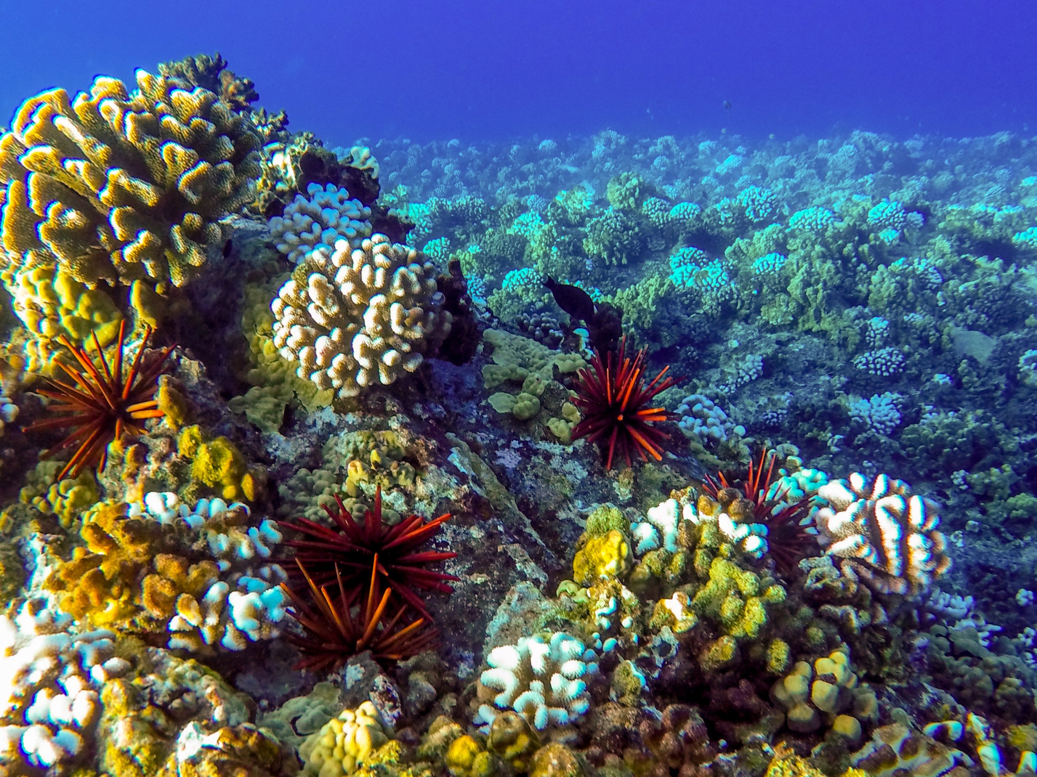 maui snorkeling